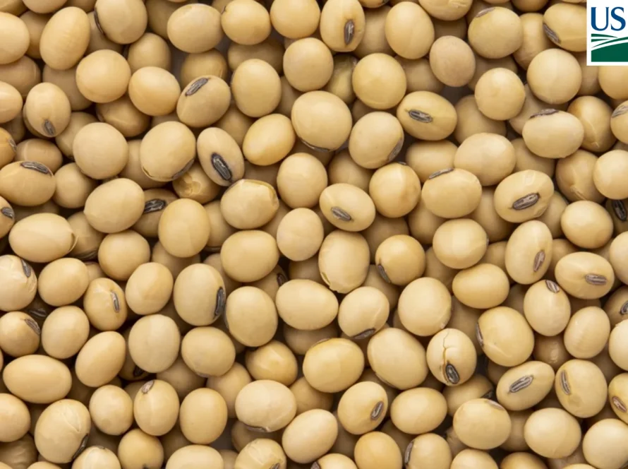 USDA: Vendas semanais de soja para exportação dos EUA ficam abaixo das expectativas
