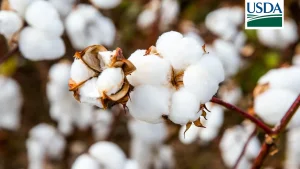 USDA eleva produção de algodão dos EUA e do Brasil; oferta mundial cresce, mas segue abaixo do consumo