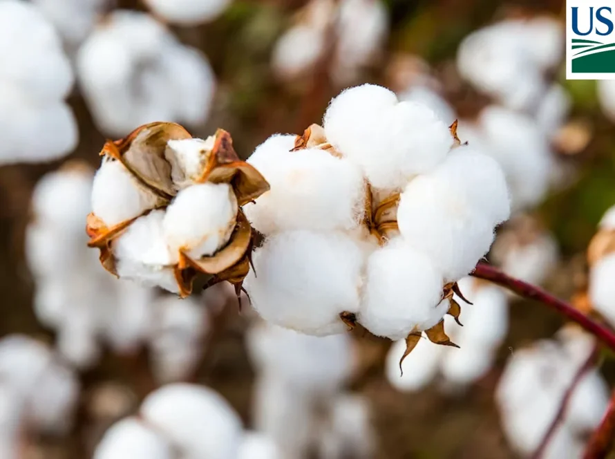 USDA eleva produção de algodão dos EUA e do Brasil; oferta mundial cresce, mas segue abaixo do consumo