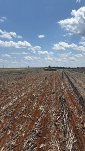 Umidade do solo em Mato Grosso segue abaixo da média histórica e preocupa para o avanço do plantio da soja, aponta EarthDaily